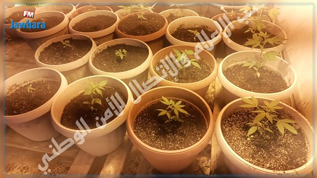العاصمة: الإحتفاظ بمروج مخدّرات يزرع الماريخوانا بمنزله