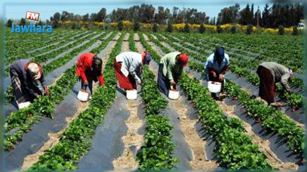 دراسة: 74 % من العاملات بالقطاع الفلاحي يتحملن أعباء مصاريف أسرهم بأكملها