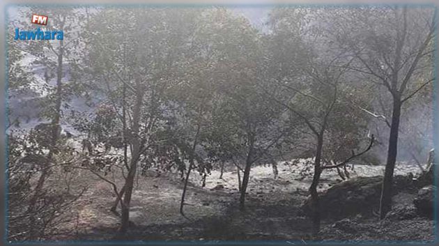 إزالة عدد من الأشجار المحروقة بغابة الناظور من أجل اعادة التشجير