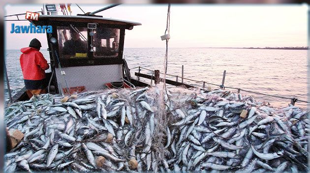 بن عروس: معدل الإنتاج السنوي للصيد البحري يبلغ 248 طنًّا