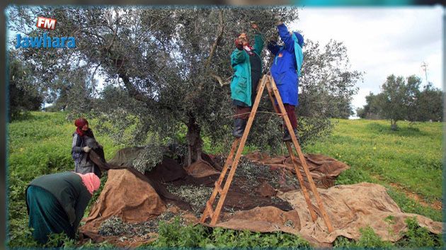 المنستير: تقدّم جني الزيتون بنسبة 90 في المائة