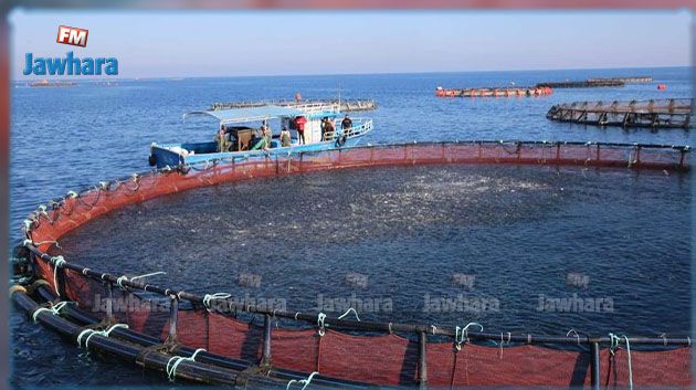 المنستير: زيارة ميدانية لفائدة الصحافيين إلى موقع إنتاج شركة تربية الأحياء المائية (صور)