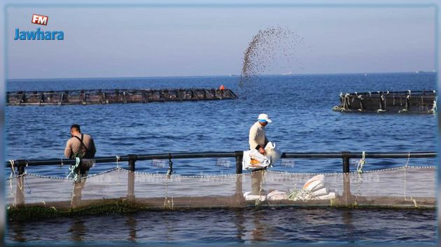 المنستير: تطور إنتاج تربية الأحياء المائية بالأقفاص العائمة إلى أكثر من 17 ألف طن
