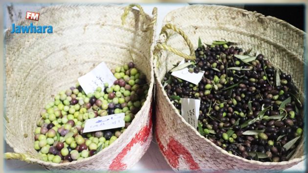 سوسة: تواصل موسم جني الزيتون في ظلّ تراجع الصابة إلى أكثر من الثلث