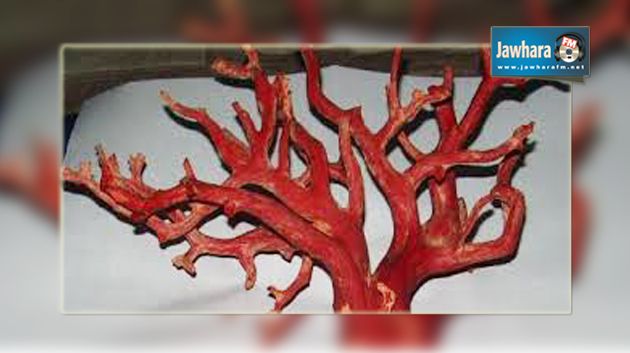 نابل : إحباط تهريب 50 كلغ من المرجان