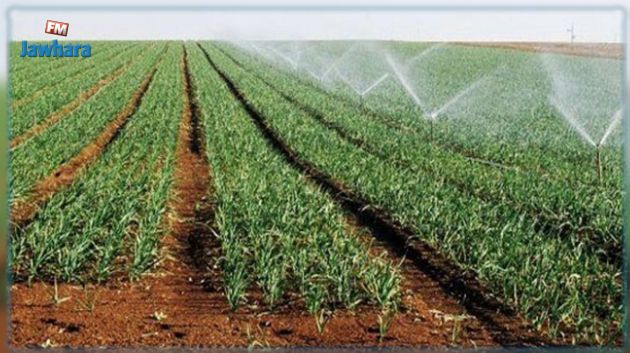 جندوبة: مندوبيّة الفلاحة تدعو إلى عدم برمجة زراعات سقوية بسبب تراجع مخزون السدود