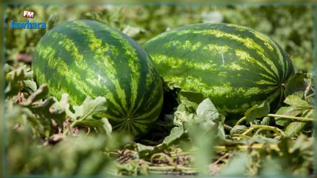 بينها الدلاع: خبير في المياه يدعو الى تقليص مساحات الزراعات السقوية   