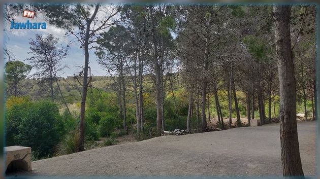 يطلق نداء لحماية الغابات.. رئيس بلديّة يحذّر من لوبيات البناء الفوضوي 