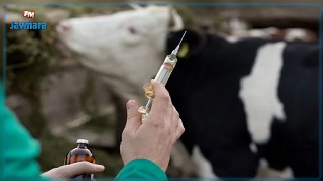 البياطرة يقاطعون حملات تلقيح الحيوانات 