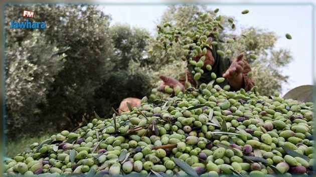 تونس توشك على الانتهاء من جني صابة الزيتون وسط استقرار السعر الاكثر تداولا للتر الزيت 