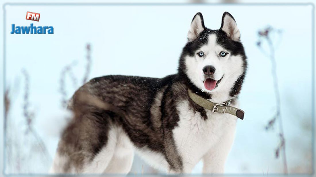 تونس – النيابة العامة بالمحكمة الابتدائية تصدر قراراً عاجلاً لصالح كلب هاسكي