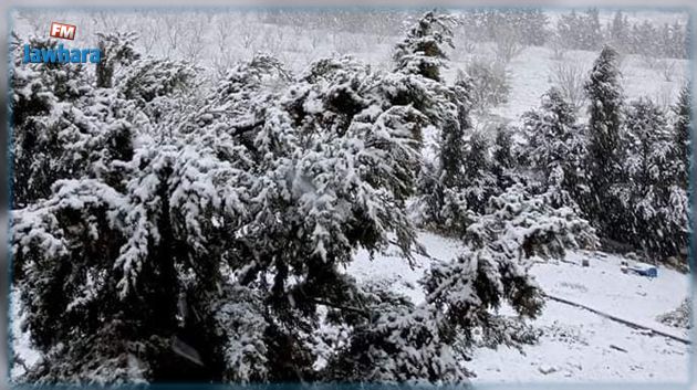 وزيرة البيئة: الأمطار والثلوج أنقذت الموسم الفلاحي