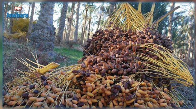 قيمة صادرات تونس من التمور تزيد بنسبة 6 بالمائة في 2022