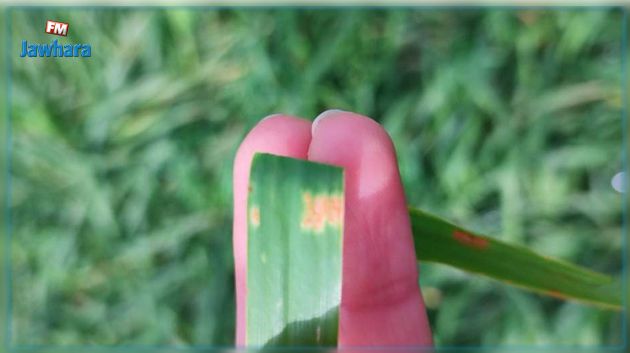 ظهور الصدأ التاجي في بعض حقول الشمال