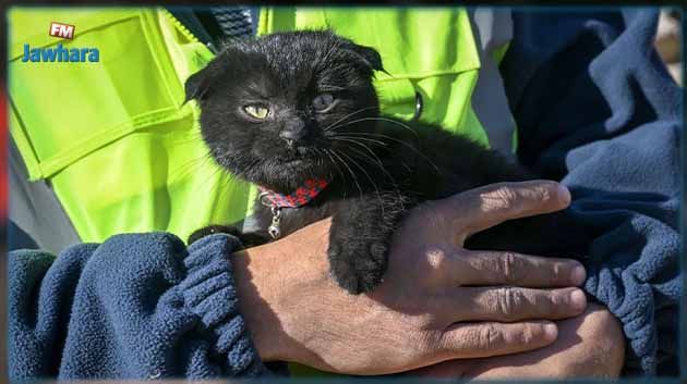 أطلقوا عليها اسم 'أمل'.. انقاذ قطة بعد مرور 178 ساعة على الزلزال (صور)