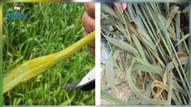 بعد رصد البؤر الأولى لمرض الصدأ الأصفر: وزارة الفلاحة تدعو إلى مراقبة مزارع الحبوب