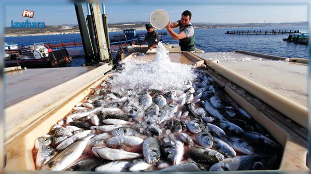مخاوف من تهديدات الاتحاد الاوروبي بعدم توريد المنتجات البحرية التونسية مستقبلا