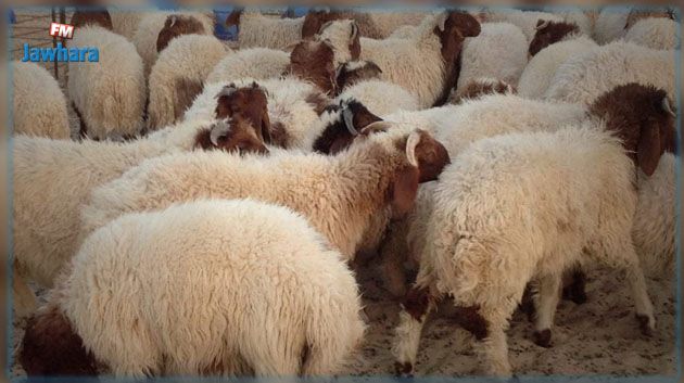 سليانة.. قطيع الأغنام مهدّد بالاندثار