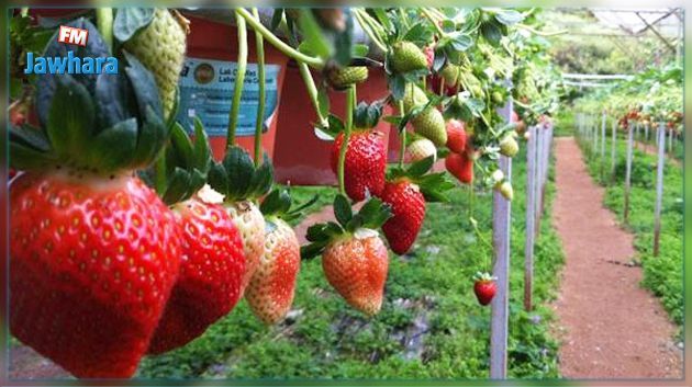 نابل: انطلاق موسم جني الفراولة