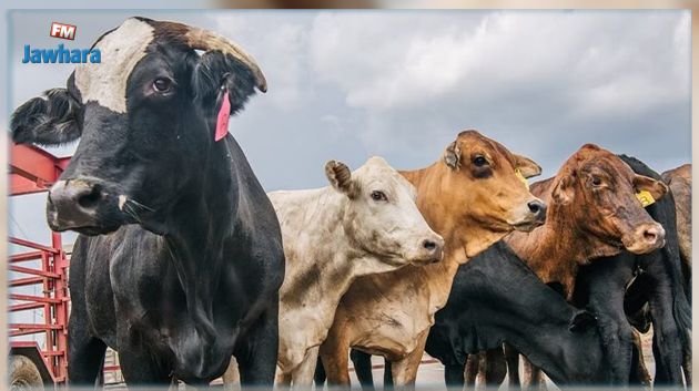 بسبب 'جنون البقر': دول تحظر استيراد اللحوم البرازيلية