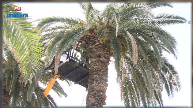 بن عروس: تواصل العمل الميداني لمكافحة سوسة النخيل الحمراء