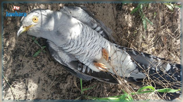 مطالبة بوضع حد لاستعمال الشباك في صيد الطيور