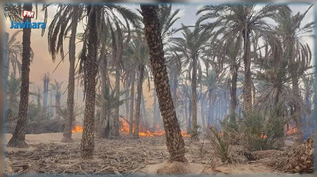 توزر: احتراق قرابة 80 من أصول النخيل بواحة نفطة