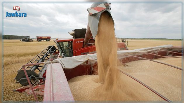 صادرات القمح الأوروبية تتحول إلى المغرب