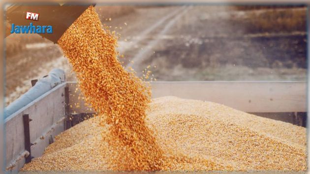 حمادي البوبكري: الدّولة قد تضطر لاستيراد كل احتياجات تونس من الحبوب 