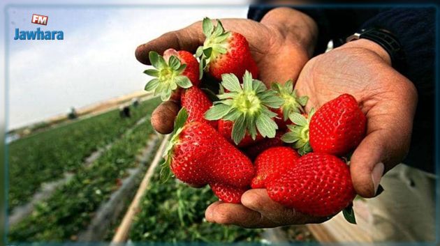 الوطن القبلي : تراجع مساحات زرع الفراولة