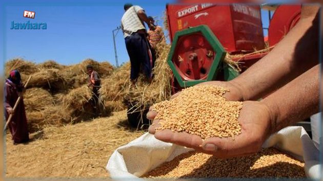 نابل.. توقّعات بتراجع إنتاج الحبوب بنسبة تفوق 60 %