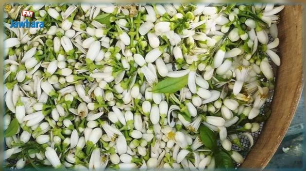 نابل : تراجع انتاج الزهر بنسبة تصل الى 20% وغابة النارنج مهددة بالاندثار‎‎