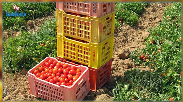 نابل: خسارة 1000 هكتار من المساحات المزروعة طماطم مقارنة بـ2022