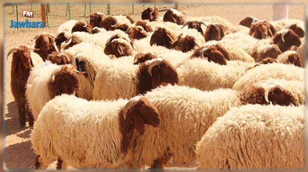 زغوان.. أكثر من 25 % نسبة النفوق بقطيع الأغنام