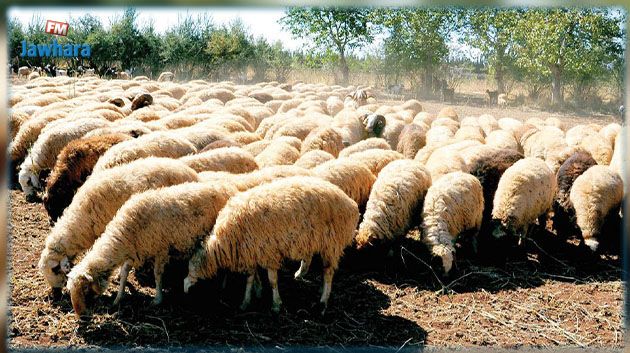 زغوان: نسبة نفوق المواشي نتيجة نقص الأعلاف لم تتجاوز 5 %