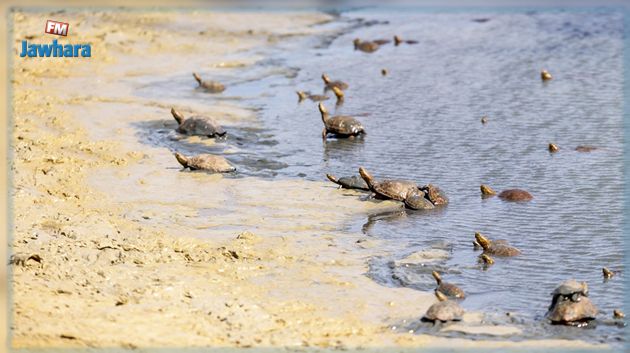 انقاذ 26 سلحفاة مياه عذبة من خطر الشح المائي بسد وادي شيبة