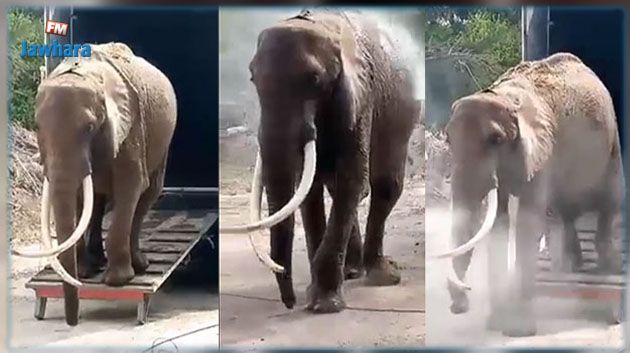 'الفيلة بايبي'.. حديقة البلفيدير تستقبل ضيفتها الجديدة ! (فيديو)