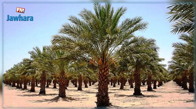 مصر تدخل موسوعة غينيس للأرقام القياسية بأكبر مزرعة نخيل تمور في العالم