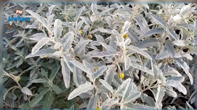 بن عروس : إنتشار نبتة 