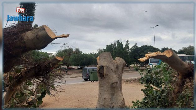 سهلول: مجهول يعمد إلى قطع الأشجار ليلا والبلدية ترفع دعوى جزائية (صور)