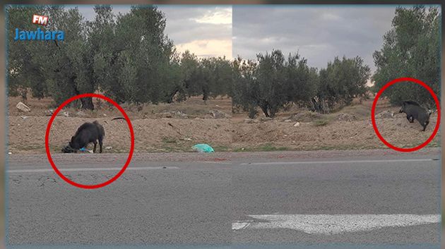 المهدية: خنزير بري في منطقة التلالسة من معتمدية الجم 