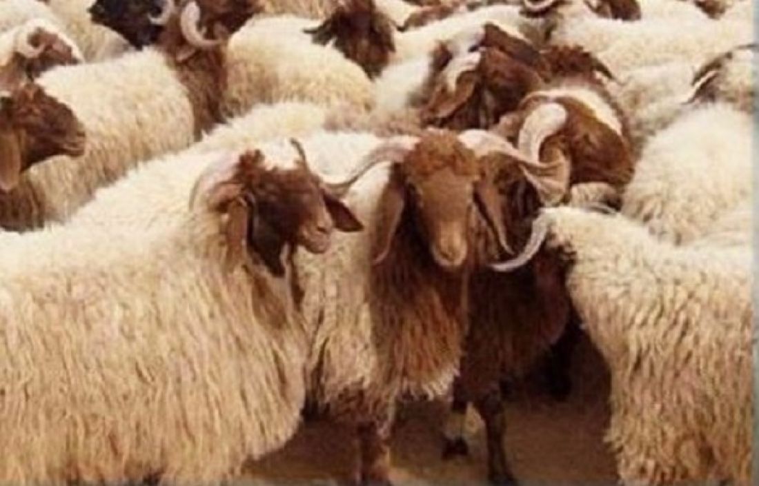 اتحاد الفلاحة: السعر المرجعي لبيع الأضاحي لن يتجاوز 18د للكلغرام اتحاد الفلاحة: السعر المرجعي لبيع الأضاحي لن يتجاوز 18د للكلغرام