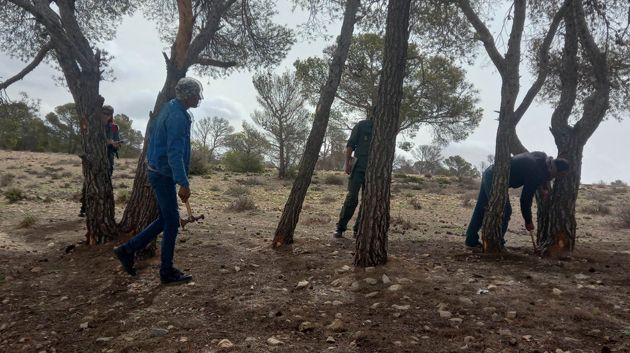 القصرين: تيبّس عدد من أشجار الصنور الحلبي بفعل حشرة القلف