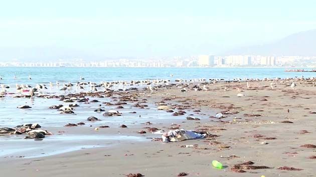 نفوق حواليْ 3500 طائر بحري على شواطئ تشيلي (فيديو)