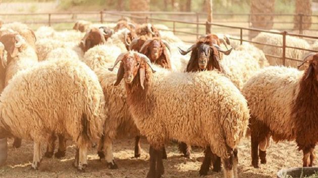 ضبط السعر المرجعي لأضاحي العيد هذا العام 