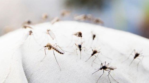 بلدية توزر تقر بعجزها في مواجهة البعوض في بعض المواقع 