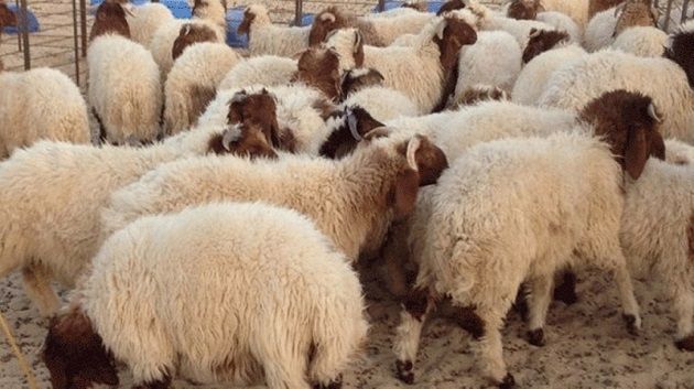 قابس: ارتفاع مُشطّ في أسعار الأضاحي