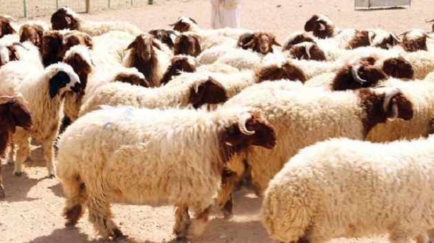 بلدية المنستير تضبط عددا من الاجراءات بخصوص ذبح الأضاحي ورفع الفضلات يوم العيد