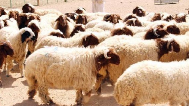 بلدية المنستير تضبط عددا من الاجراءات بخصوص ذبح الأضاحي ورفع الفضلات يوم العيد