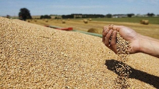 اتحاد الفلاحة يدعو للإسراع بمراجعة سلم تعيير الحبوب بشكل استثنائي